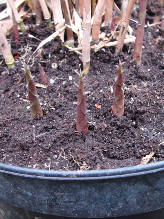 Fargesia Scabrida, Purpur-Bambus, Garten-Bambus - Image 2