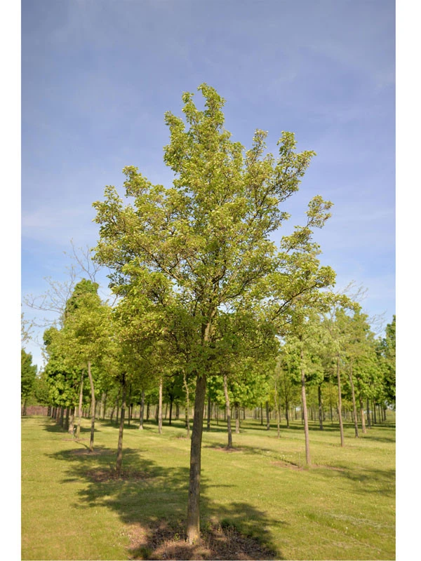 Pyrus Calleryana 'Chanticleer', Chinesische Wildbirne - Hochstamm - Image 2