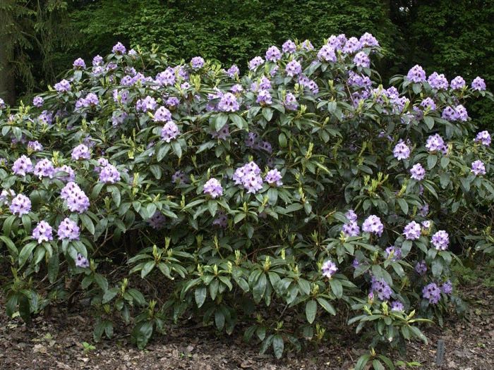 Rhododendron 'Blue Peter' - Image 2