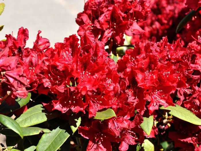 Rhododendron 'Erato' - Image 2
