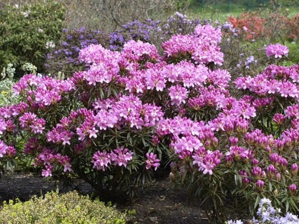 Rhododendron Ponticum 'Graziella' - Image 2