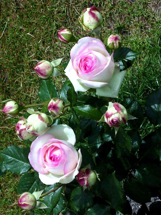 Rose Mini Eden Rose ® - Meilland