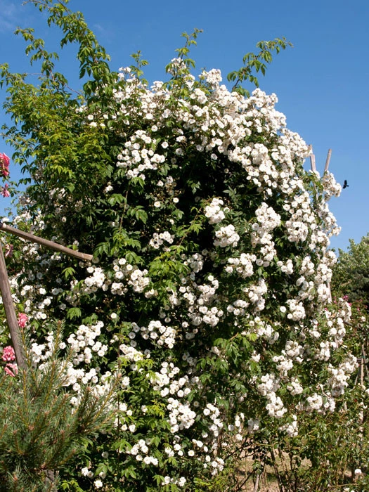 Rose Rambling Rector - Image 2