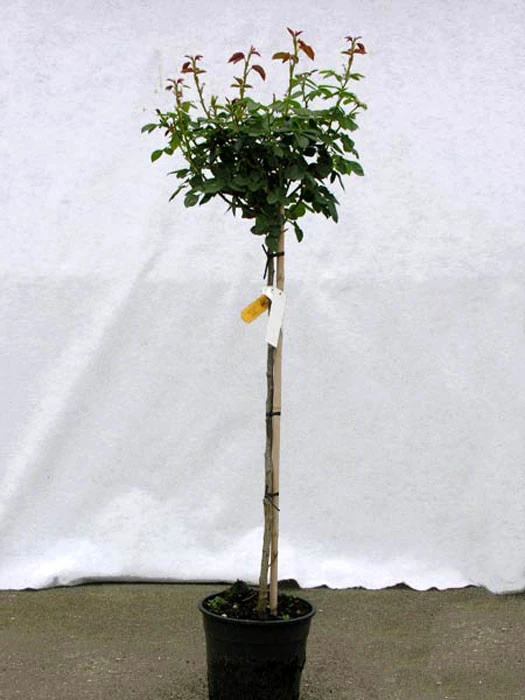 Rosen-Stämmchen Knirps ® Kordes - Image 2