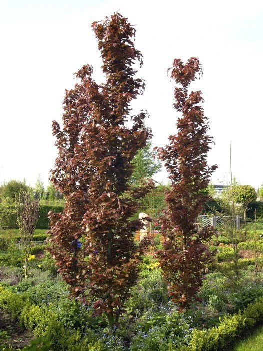 Fagus Sylvatica 'Rohan Obelisk', Rote Säulenbuche