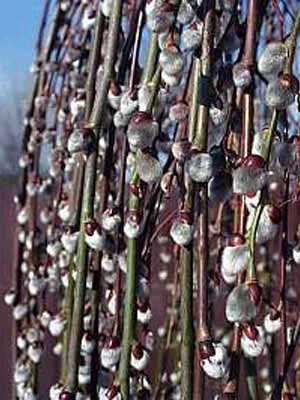 Salix Caprea Pendula, Hängende Kätzchenweide - Image 2
