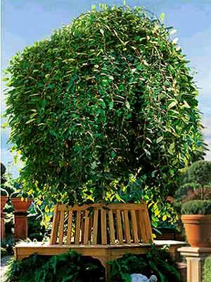 Salix Caprea Pendula, Hängende Kätzchenweide - Image 3