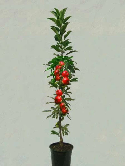 Säulenapfel 'Rondo' ®, Malus Domestica 'Rondo' - Image 3