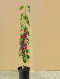 Säulenkirsche 'Sylvia', Süßkirsche