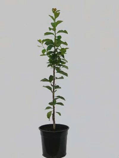 Säulenzwetsche 'Toscana' - Image 2