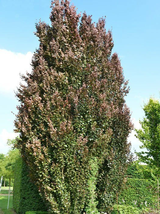 Fagus Sylvatica 'Rohan Obelisk', Rote Säulenbuche - Image 2