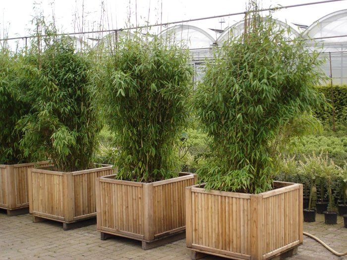 Fargesia Murielae 'Jumbo', Schirm-Bambus - Image 2