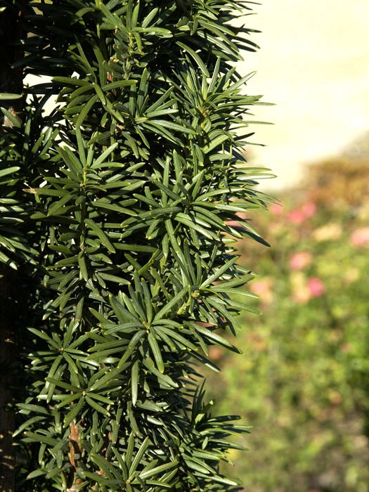 Taxus Baccata 'Fastigiata Robusta' - Image 2