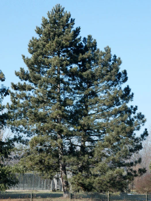 Pinus Nigra Austriaca, Österreichische Schwarz-Kiefer