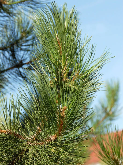 Pinus Nigra Austriaca, Österreichische Schwarz-Kiefer - Image 2