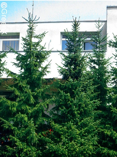 Picea Omorika, Serbische Fichte - Image 4