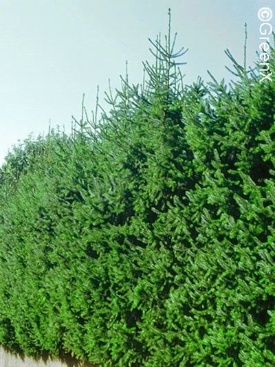 Picea Omorika, Serbische Fichte