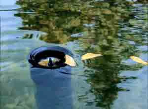 AquaSkim 20 Oberflächenabsauger Von OASE (Art.Nr.51236) - Image 3