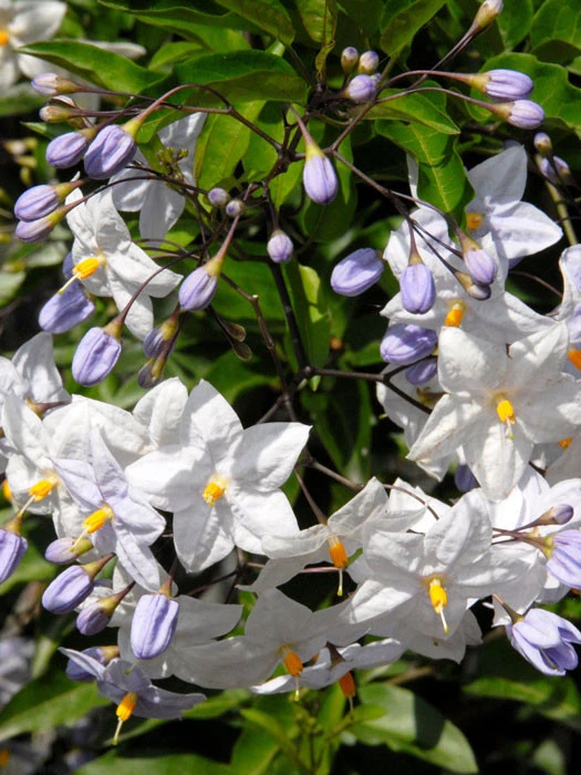 Solanum Jasminoides, Sommerjasmin - Image 4