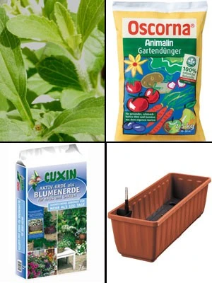 Zuckerblatt, Süßkraut, Süßblatt, Stevia Rebaudiana - Image 2
