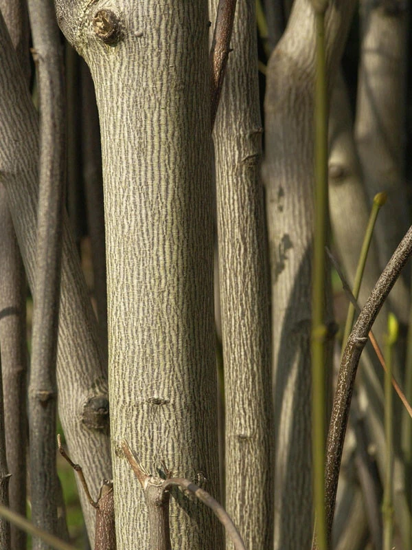Staphylea Pinnata, Gemeine Pimpernuss - Image 5