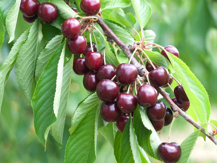 Säulenkirsche 'Sylvia', Süßkirsche - Image 2