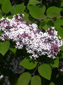 Syringa Microphylla 'Superba', Herbstflieder