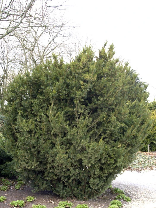 Taxus Media 'Hicksii', Becher-Eibe - Image 3