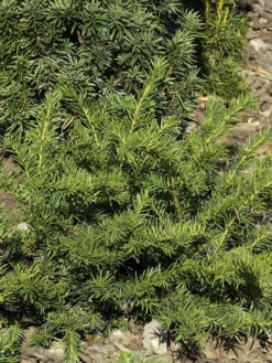 Taxus Baccata 'Repandens', Tafel-Eibe