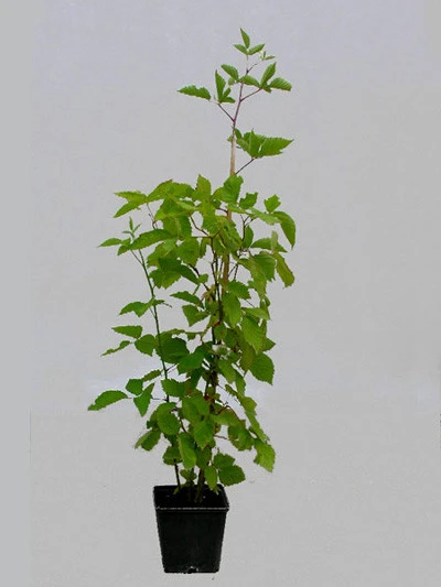 Him-/Brombeere 'Tayberry Medana' - Image 2