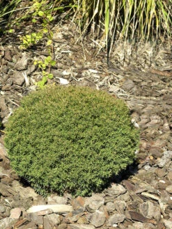 Thuja Occidentalis 'Teddy', Kuschel-Lebensbaum