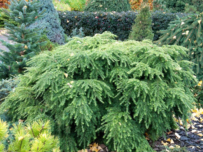 Tsuga Canadensis 'Jeddeloh', Zwerg-Hemlocktanne - Image 3