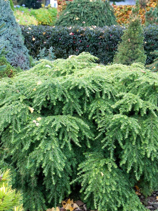 Tsuga Canadensis 'Jeddeloh', Zwerg-Hemlocktanne