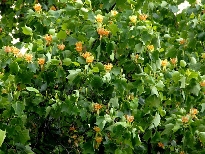 Liriodendron Tulipifera, Tulpenbaum - Image 2