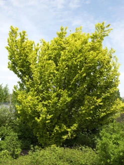 Ulmus Carpinifolia 'Wredei', Goldulme