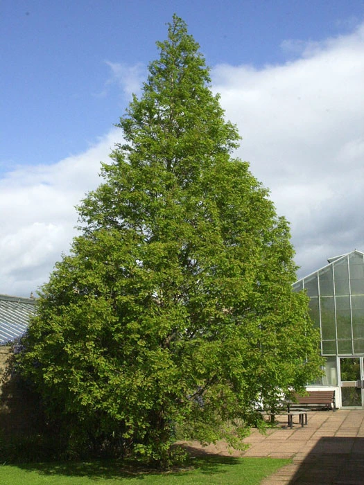 Metasequoia Glyptostroboides, Urweltmammutbaum - Image 4