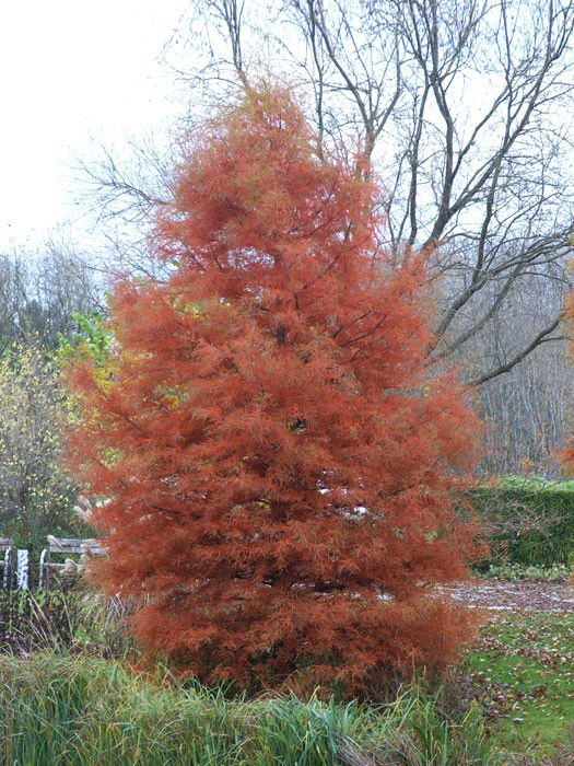 Metasequoia Glyptostroboides, Urweltmammutbaum - Image 3