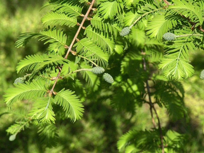 Metasequoia Glyptostroboides, Urweltmammutbaum - Image 2