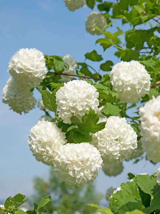 Viburnum Opulus 'Roseum', Echter Schneeball - Image 2