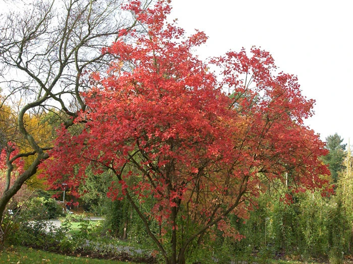 Viburnum Opulus 'Roseum', Echter Schneeball - Image 4