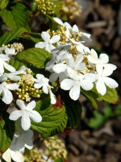 Viburnum Plicatum 'Watanabe', Japanischer Zwerg-Schneeball