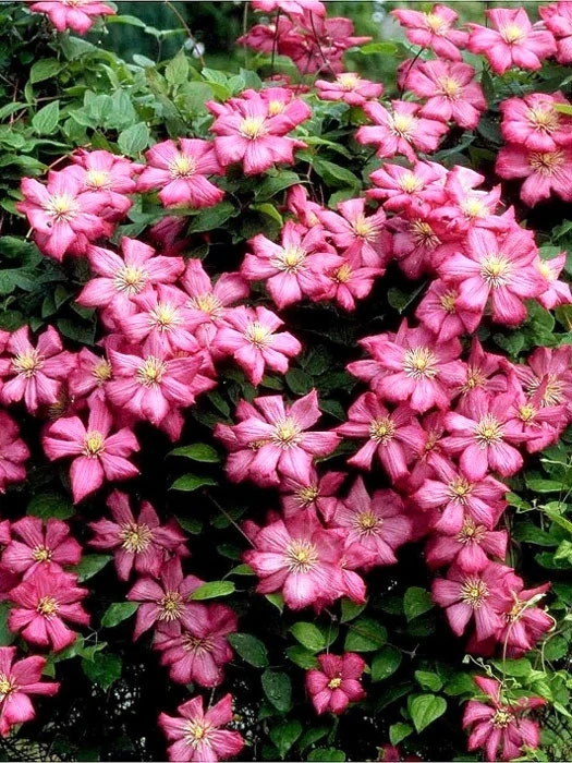 Clematis 'Ville De Lyon' - Image 2