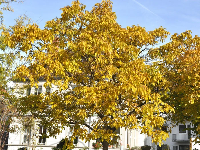 Juglans Regia, Walnuss-SĂ€mling - Image 2