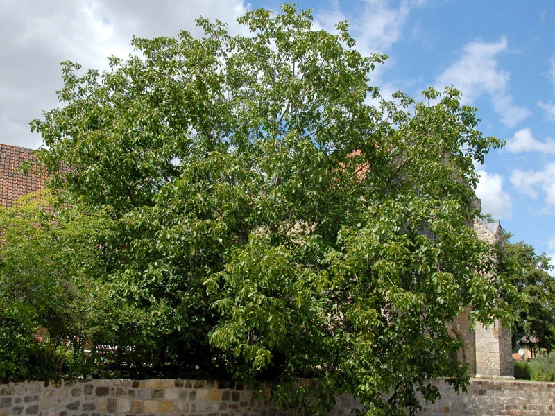 Juglans Regia, Walnuss-SĂ€mling - Image 3