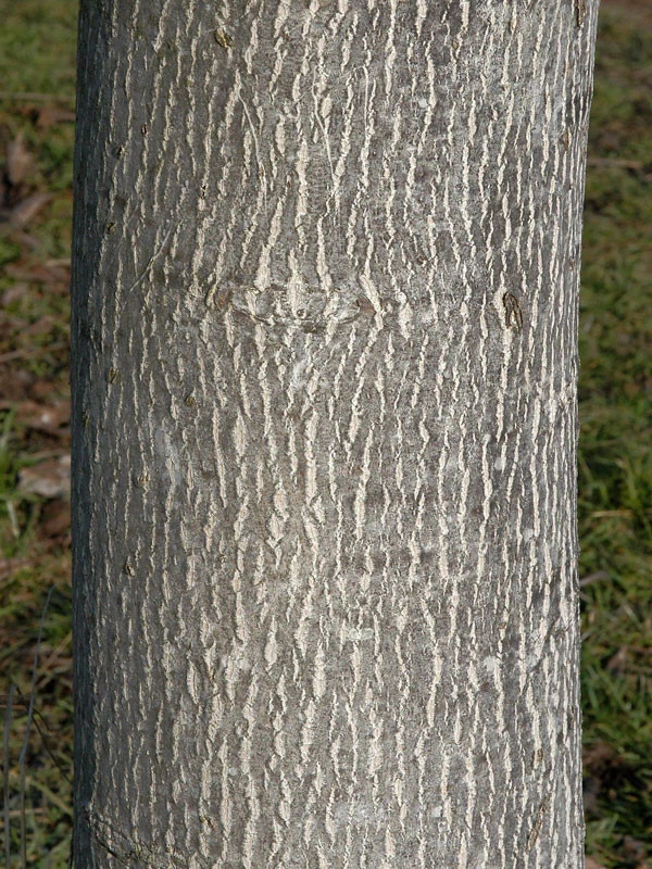 Juglans Regia, Walnuss-SĂ€mling - Image 4