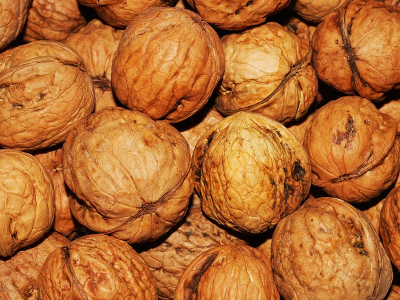 Juglans Regia, Walnuss-SĂ€mling - Image 5