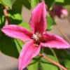 Clematis Texensis 'Princess Diana'