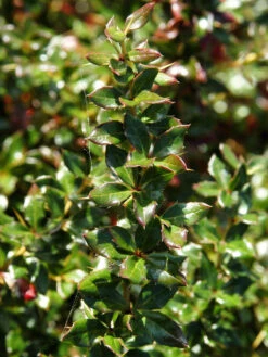 Berberis Verruculosa, Warzenberberitze