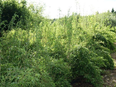 Fargesia Denudata 'Lancaster', Überhängender Bambus, Wasserfall-Bambus - Image 2