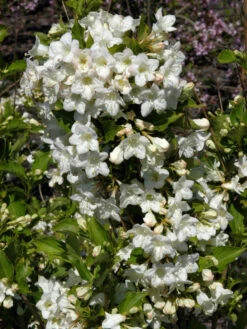 Weigela 'Snowflake', Weigelie